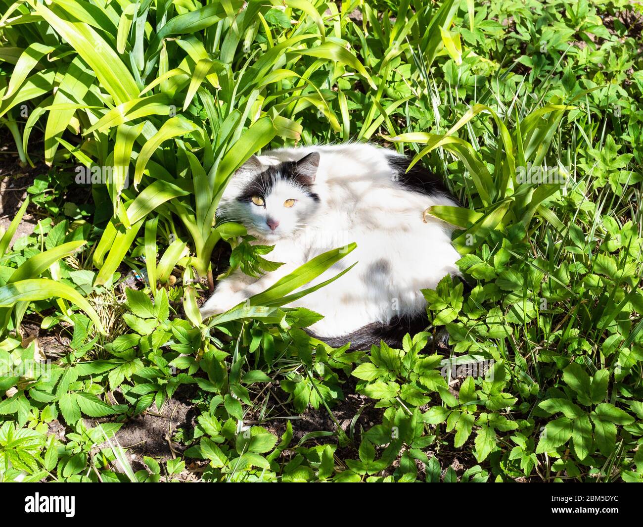 Frühling in der Stadt - weiße Katze liegt in frischem grünen Gras auf Rasen des städtischen Hofes und sonnt sich an sonnigen Tag Stockfoto
