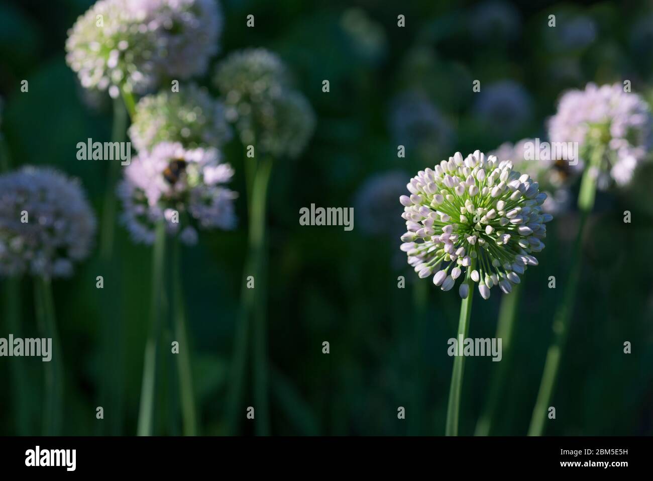 Blume Allium Nutans weiß. Zwiebeln Stockfoto