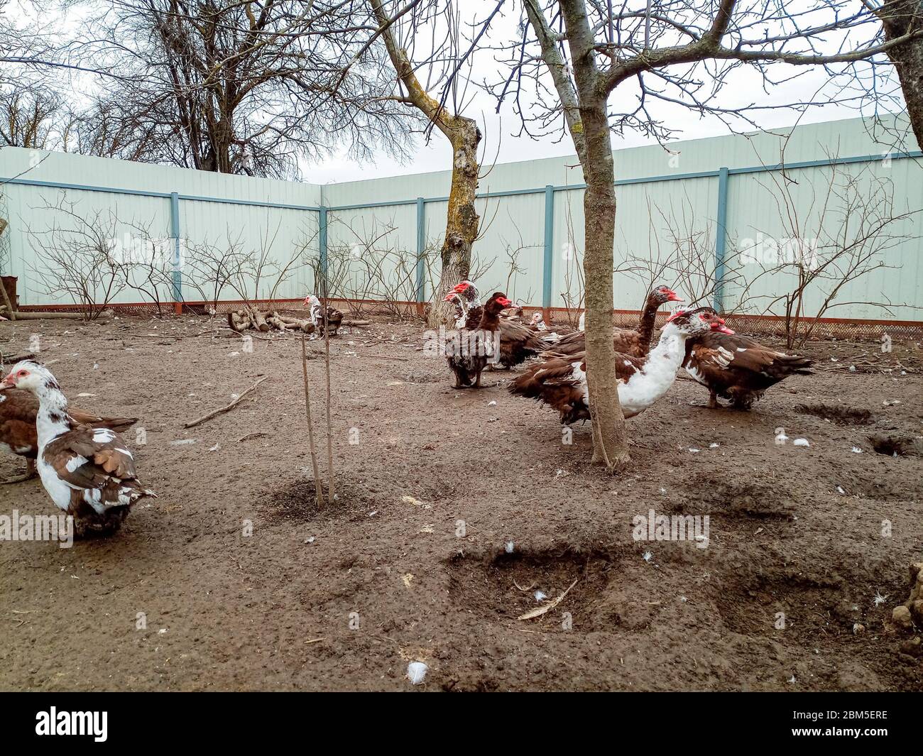 Moschusenten im Hof auf schmutzigem Land. Schmutz klebte an den Enten. Stockfoto