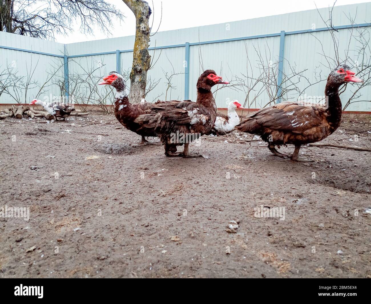 Moschusenten im Hof auf schmutzigem Land. Schmutz klebte an den Enten. Stockfoto