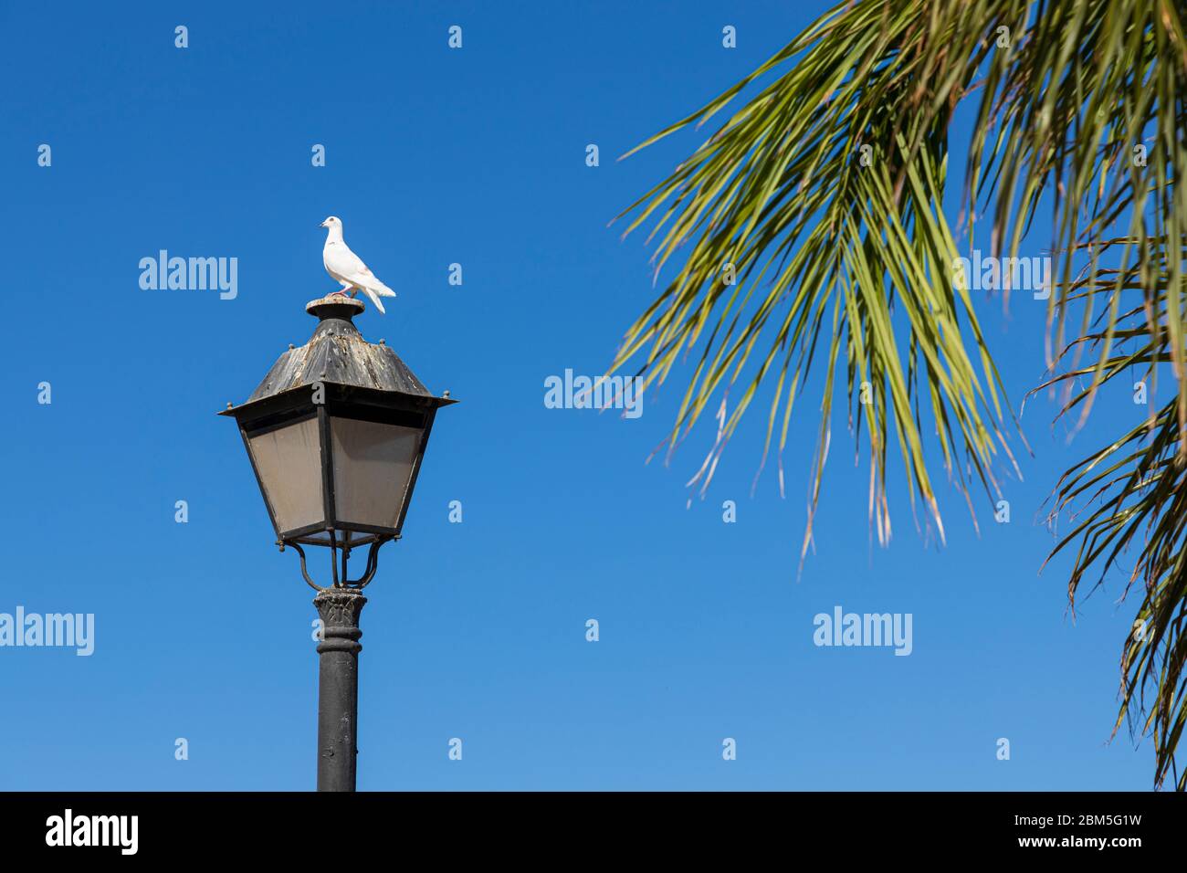 Weiße Taube, Taube, auf einem Lampost gegen einen blauen Himmel in Playa del Duque während des Notstands von Covid 19 in Costa Adeje, Teneriffa, Kanarische Inseln Stockfoto Weiße Taube, Taube, auf einem Lampost gegen einen blauen Himmel in Playa del Duque während des Notstands von Covid 19 in Costa Adeje, Teneriffa, Kanarische Inseln Stockfoto