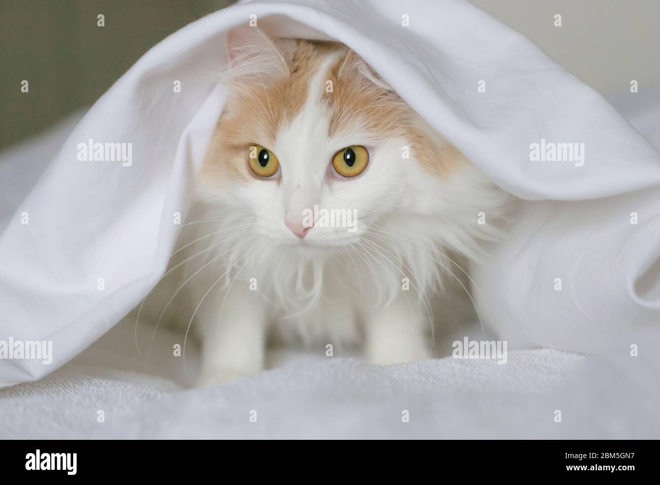 Eine weiße beige Katze gucken unter den Deckeln hervor. Nahaufnahme auf weißem Hintergrund Stockfoto