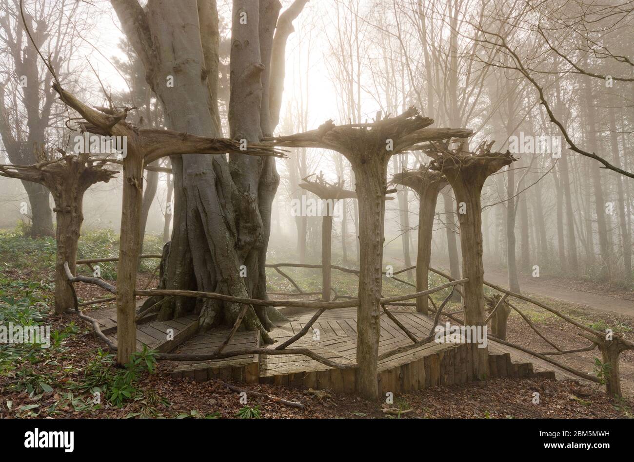 Wald im Morgennebel, Culzean Castle, Ayshire, NTS Stockfoto