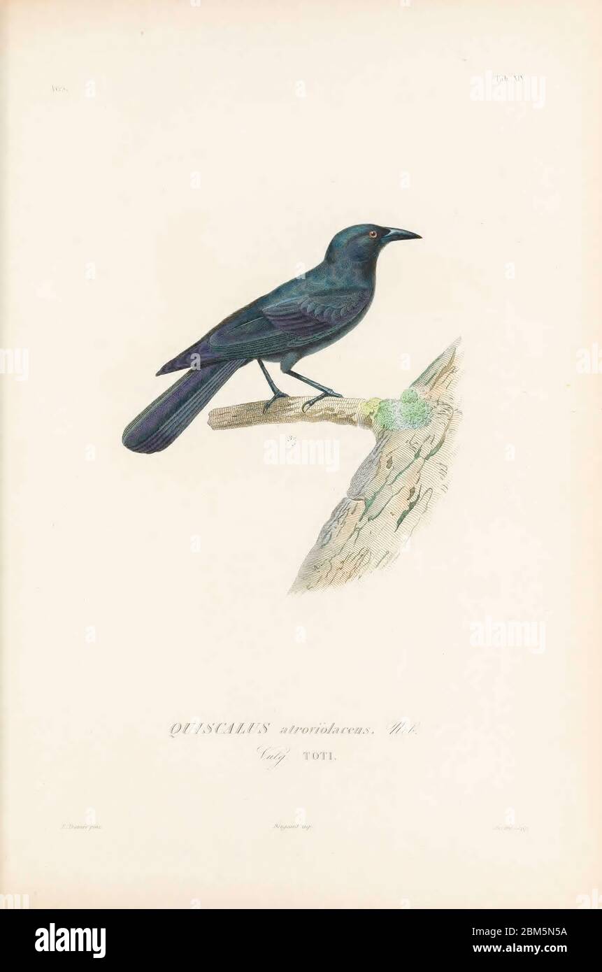 Birds of Cube 1838 QUISCALUS atroviolaceus, (TOTI) möglicherweise Seeschwimmer (Quiscalis mexicanus) aus dem Buch Histoire physique, politique et naturelle de l'ile de Cuba [physische, politische und natürliche Geschichte der Insel Kuba] von Sagra, Ramón de la, 1798-1871; Orbigny, Alcide Dessalines d', 1802-1857 Erscheinungsdatum 1838 Verlag Paris : A. Bertrand Stockfoto