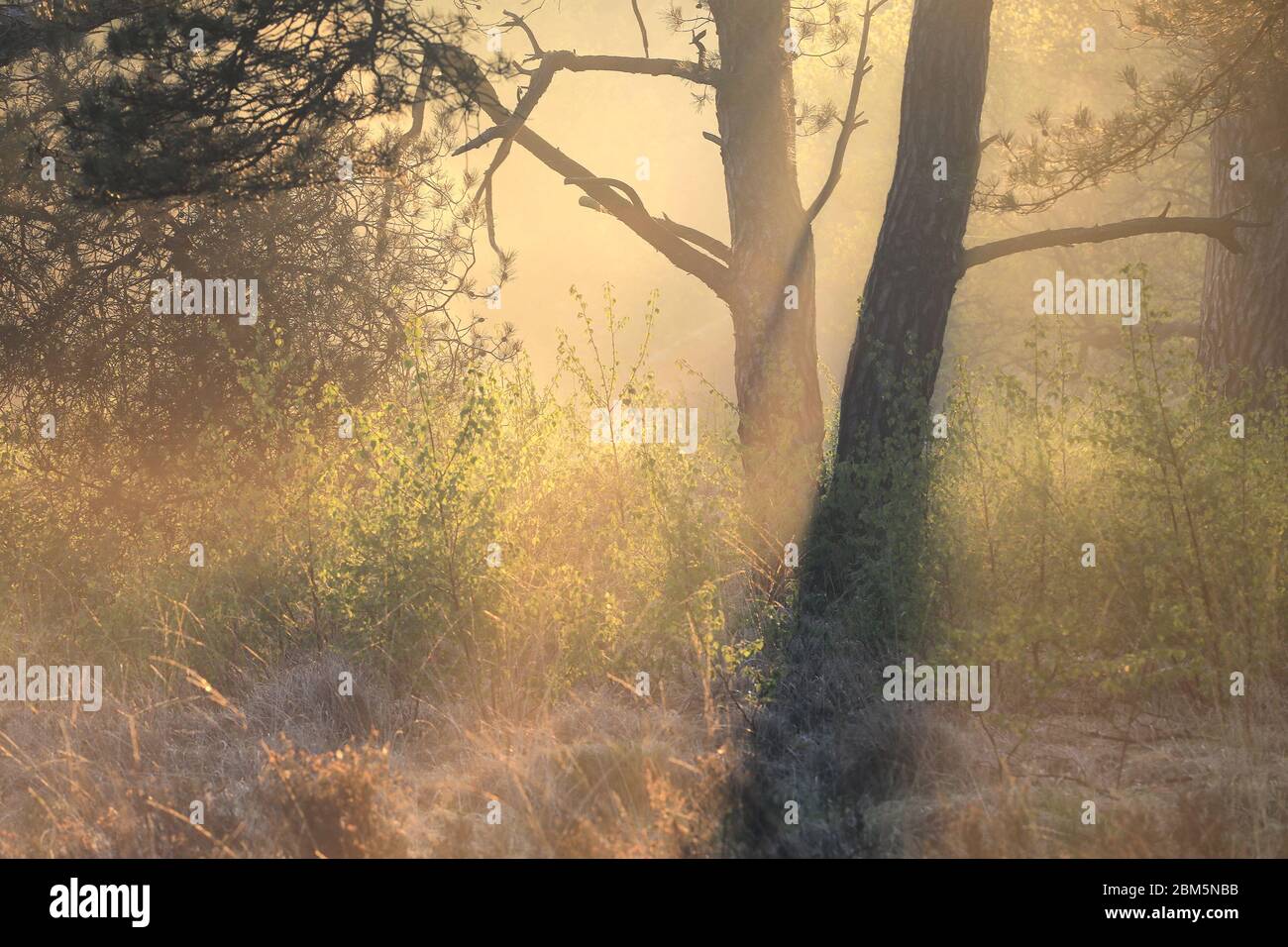 Morgen warmes Sonnenlicht im Wald Stockfoto