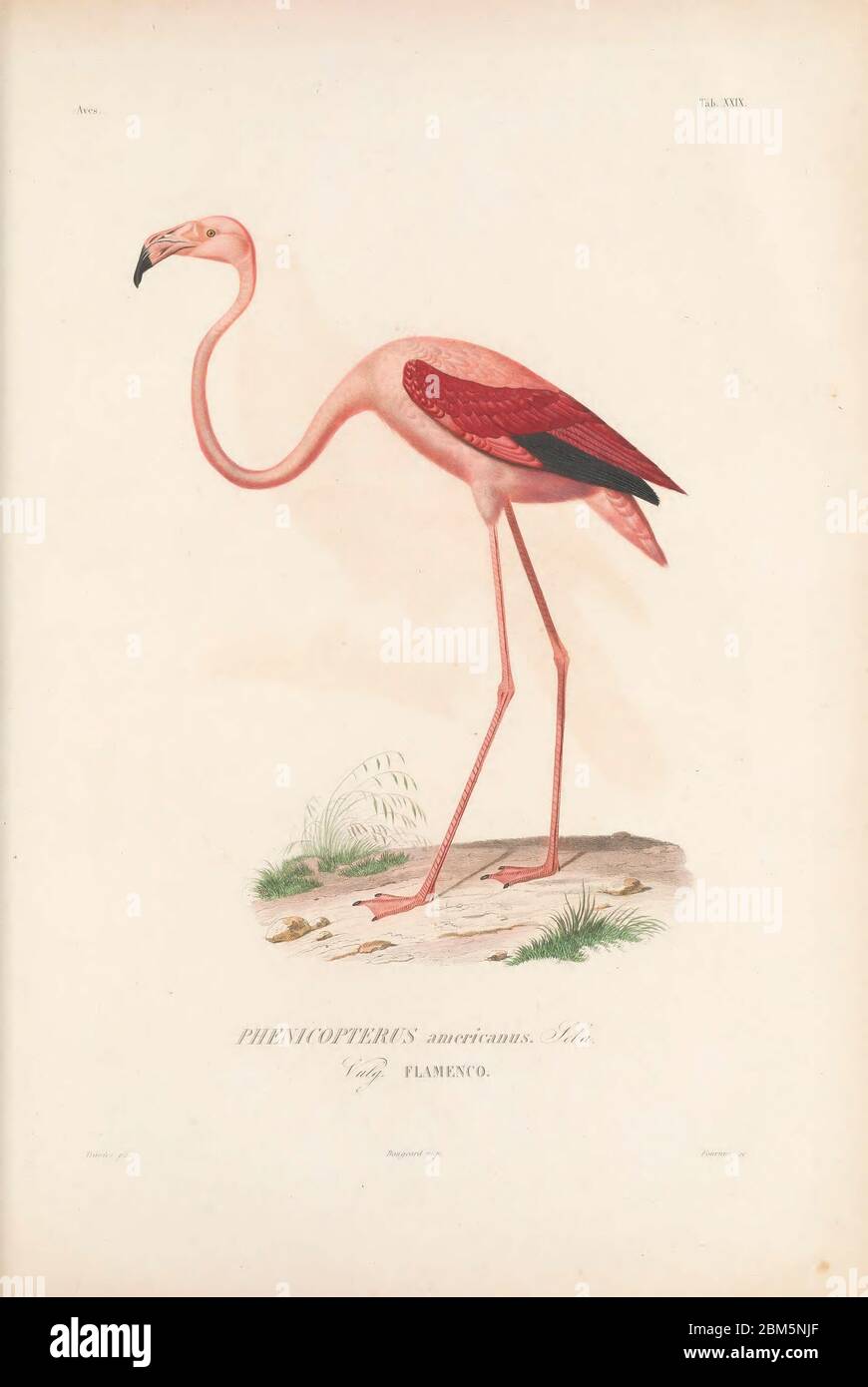 Birds of Cube 1838 amerikanische Flamingos (Phoenicopterus ruber [hier als Phoenicopterus americanus]). Der amerikanische (oder karibische) Flamingo ist ein großer Watvogel, der Seen und Küstengewässer in Teilen Süd- und Mittelamerikas bewohnt. Es ernährt sich, indem es seine große Schnabel in das Wasser eintauchen und Garnelen, Pflanzenstoffe und Insekten filtert. Seine rosa Farbe ist auf Pigmente in den Garnelen zurückzuführen, die einen großen Teil seiner Ernährung bilden. Aus dem Buch Histoire physique, politique et naturelle de l'ile de Cuba [physische, politische und natürliche Geschichte der Insel Kuba] von Sagra, Ramón de la, 1798-1871; oder Stockfoto