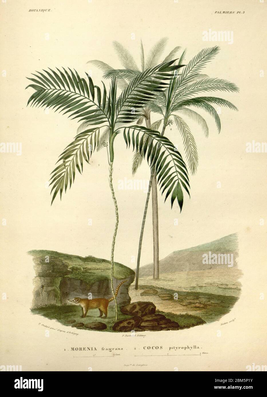 Palmen Südamerikas aus dem Buch 'Voyage dans l'Amérique Méridionale' [Reise nach Südamerika: (Brasilien, die östliche republik Uruguay, die argentinische Republik, Patagonien, die republik Chile, die republik Bolivien, die republik Peru), ausgeführt in den Jahren 1826 - 1833] von: Orbigny, Alcide Dessalines d', 1802-1857; Montagne, Jean François Camille, 1784-1866; Martius, Karl Friedrich Philipp von, 1794-1868 Veröffentlicht Paris :Chez Pitois-Levrault et c.e ... ;1835-1847 Stockfoto