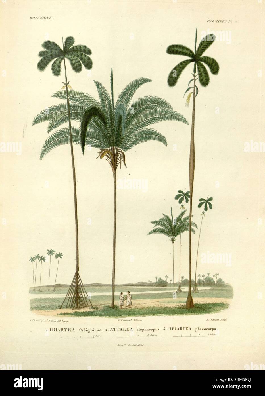 Palmen und Ureinwohner Südamerikas aus dem Buch 'Voyage dans l'Amérique Méridionale' [Reise nach Südamerika: (Brasilien, die östliche republik Uruguay, die Argentinische Republik, Patagonien, die republik Chile, die republik Bolivien, die republik Peru), ausgeführt in den Jahren 1826 - 1833] von: Orbigny, Alcide Dessalines d', 1802-1857; Montagne, Jean François Camille, 1784-1866; Martius, Karl Friedrich Philipp von, 1794-1868 Veröffentlicht Paris :Chez Pitois-Levrault et c.e ... ;1835-1847 Stockfoto