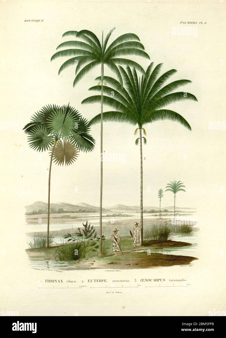 Palmen und Ureinwohner Südamerikas aus dem Buch 'Voyage dans l'Amérique Méridionale' [Reise nach Südamerika: (Brasilien, die östliche republik Uruguay, die Argentinische Republik, Patagonien, die republik Chile, die republik Bolivien, die republik Peru), ausgeführt in den Jahren 1826 - 1833] von: Orbigny, Alcide Dessalines d', 1802-1857; Montagne, Jean François Camille, 1784-1866; Martius, Karl Friedrich Philipp von, 1794-1868 Veröffentlicht Paris :Chez Pitois-Levrault et c.e ... ;1835-1847 Stockfoto