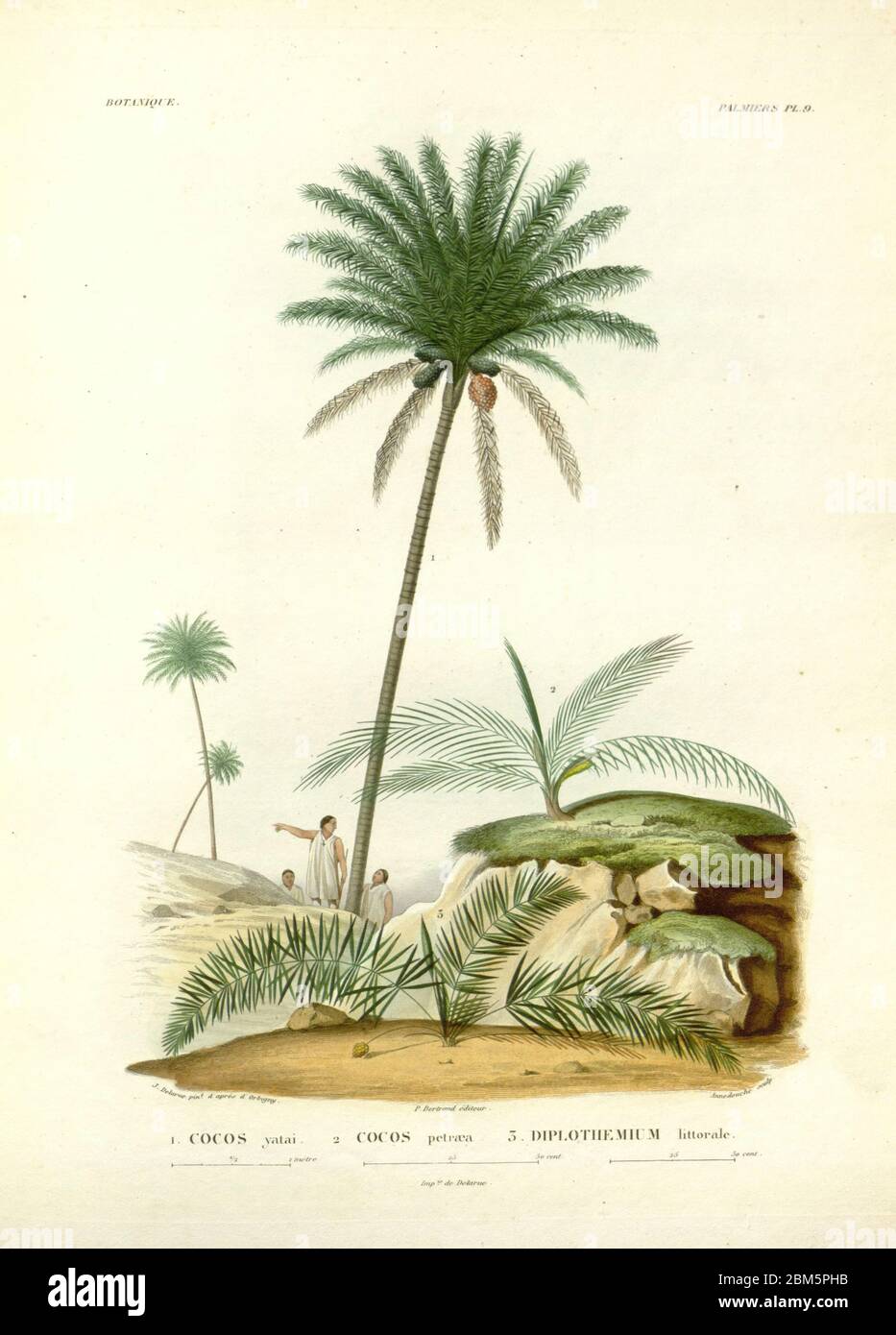 Palmen und Ureinwohner Südamerikas aus dem Buch 'Voyage dans l'Amérique Méridionale' [Reise nach Südamerika: (Brasilien, die östliche republik Uruguay, die Argentinische Republik, Patagonien, die republik Chile, die republik Bolivien, die republik Peru), ausgeführt in den Jahren 1826 - 1833] von: Orbigny, Alcide Dessalines d', 1802-1857; Montagne, Jean François Camille, 1784-1866; Martius, Karl Friedrich Philipp von, 1794-1868 Veröffentlicht Paris :Chez Pitois-Levrault et c.e ... ;1835-1847 Stockfoto