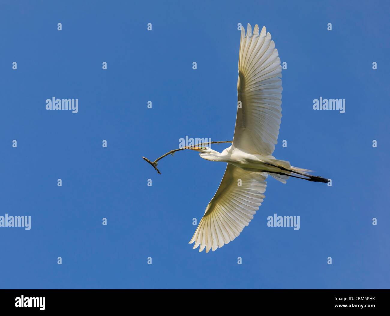 Großer Weißer Reiher, der mit Nestmaterial zum Nest zurückkehrt Stockfoto