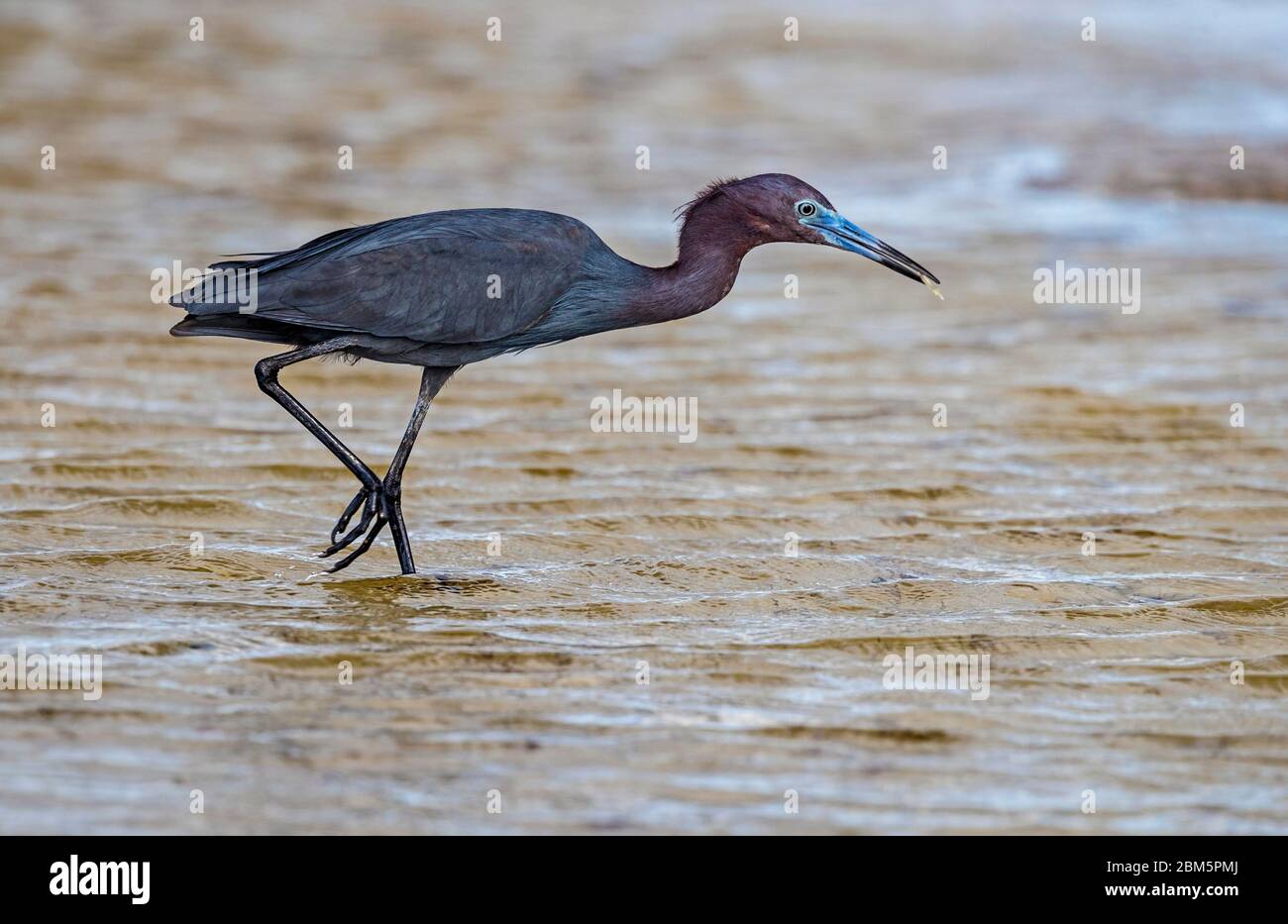 Kleiner Blaureiher, der einen Fisch verfolgt Stockfoto