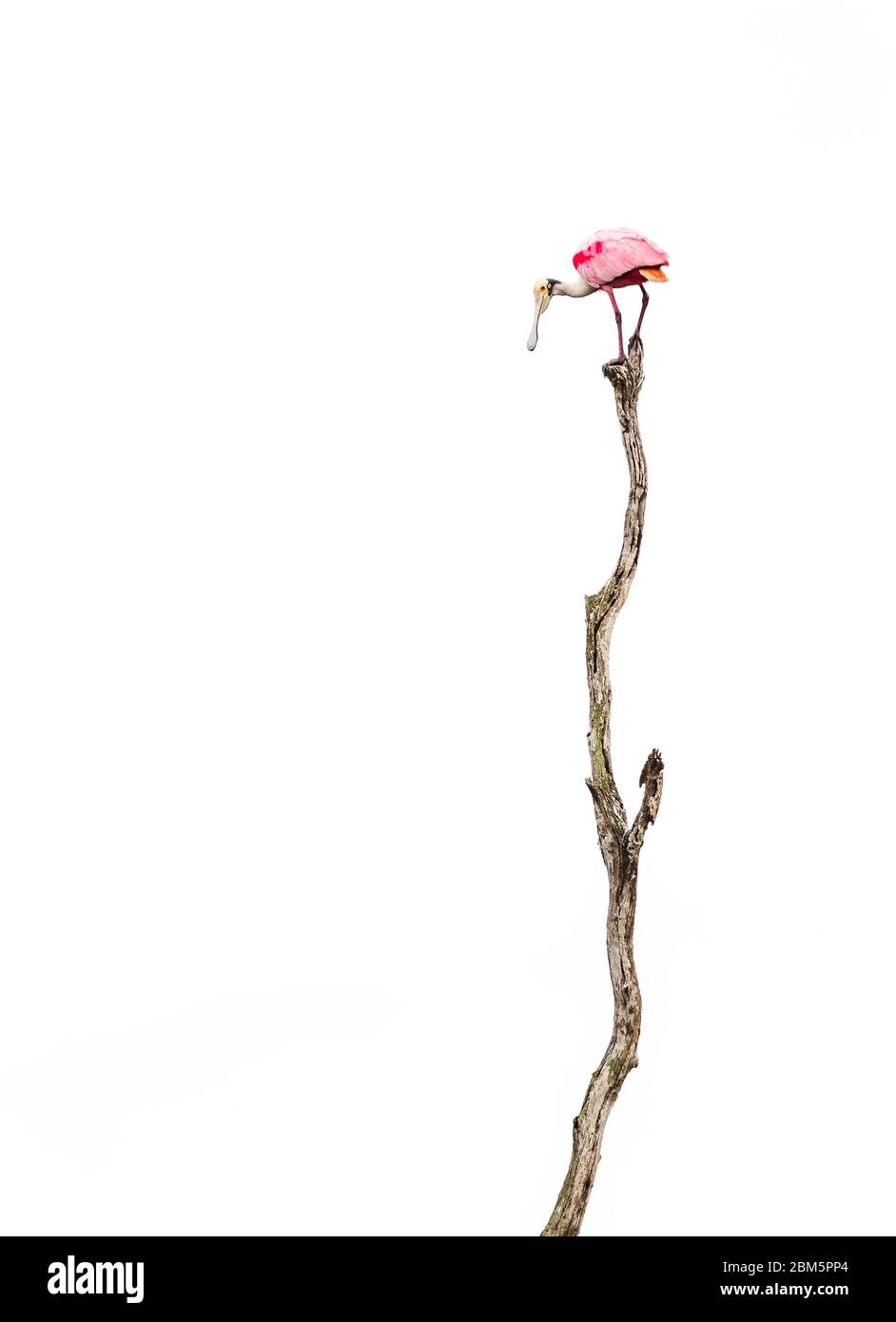 Roseate Sponbill auf einem toten Baumstamm mit weißem Hintergrund Stockfoto
