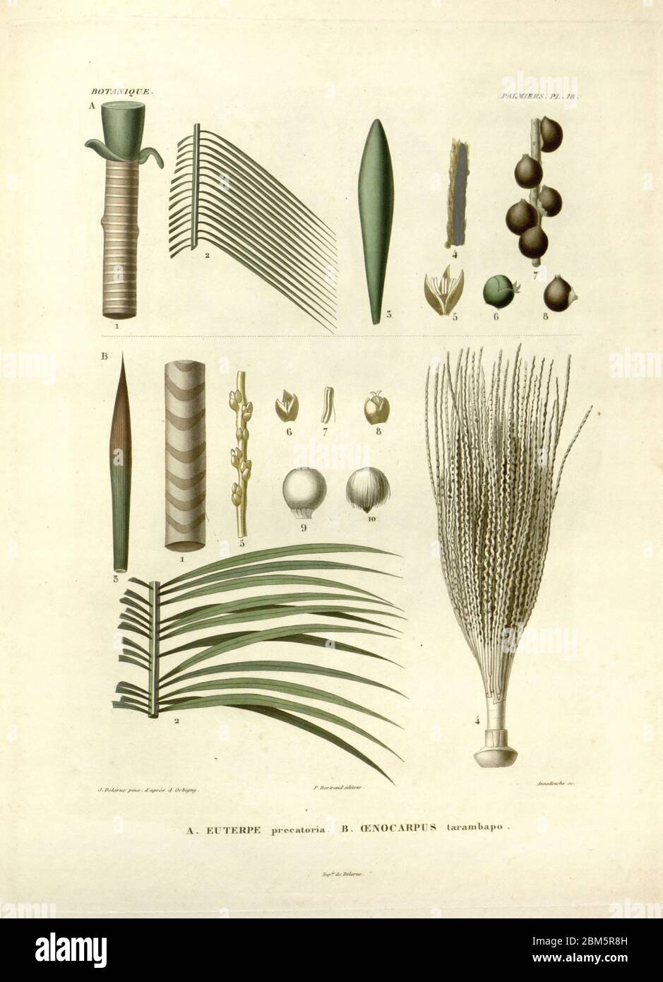 Details zu Palmenbaum-Fortpflanzung Organe, Früchte, Blumen und Blätter aus dem Buch 'Voyage dans l'Amérique Méridionale' [Reise nach Südamerika: (Brasilien, die östliche republik Uruguay, die Argentinische Republik, Patagonien, die republik Chile, die republik Bolivien, die republik Peru), hingerichtet in den Jahren 1826 - 1833] von: Orbigny, Alcide Dessalines d', 1802-1857; Montagne, Jean François Camille, 1784-1866; Martius, Karl Friedrich Philipp von, 1794-1868 Veröffentlicht Paris :Chez Pitois-Levrault et c.e ... ;1835-1847 Stockfoto