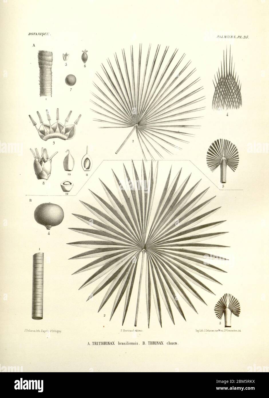 Details zu Palmenbaum-Fortpflanzung Organe, Früchte, Blumen und Blätter aus dem Buch 'Voyage dans l'Amérique Méridionale' [Reise nach Südamerika: (Brasilien, die östliche republik Uruguay, die Argentinische Republik, Patagonien, die republik Chile, die republik Bolivien, die republik Peru), hingerichtet in den Jahren 1826 - 1833] von: Orbigny, Alcide Dessalines d', 1802-1857; Montagne, Jean François Camille, 1784-1866; Martius, Karl Friedrich Philipp von, 1794-1868 Veröffentlicht Paris :Chez Pitois-Levrault et c.e ... ;1835-1847 Stockfoto