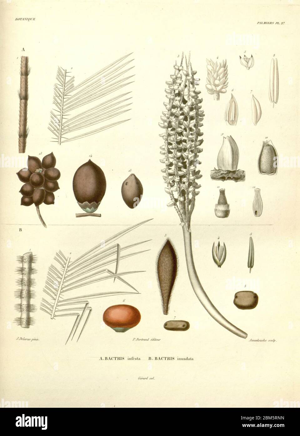 Details zu Palmenbaum-Fortpflanzung Organe, Früchte, Blumen und Blätter aus dem Buch 'Voyage dans l'Amérique Méridionale' [Reise nach Südamerika: (Brasilien, die östliche republik Uruguay, die Argentinische Republik, Patagonien, die republik Chile, die republik Bolivien, die republik Peru), hingerichtet in den Jahren 1826 - 1833] von: Orbigny, Alcide Dessalines d', 1802-1857; Montagne, Jean François Camille, 1784-1866; Martius, Karl Friedrich Philipp von, 1794-1868 Veröffentlicht Paris :Chez Pitois-Levrault et c.e ... ;1835-1847 Stockfoto