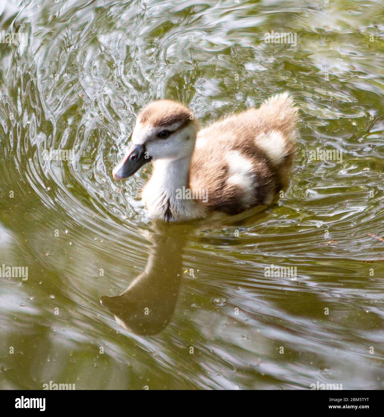 Ägyptisches Gänse schwimmt auf einem See Stockfoto
