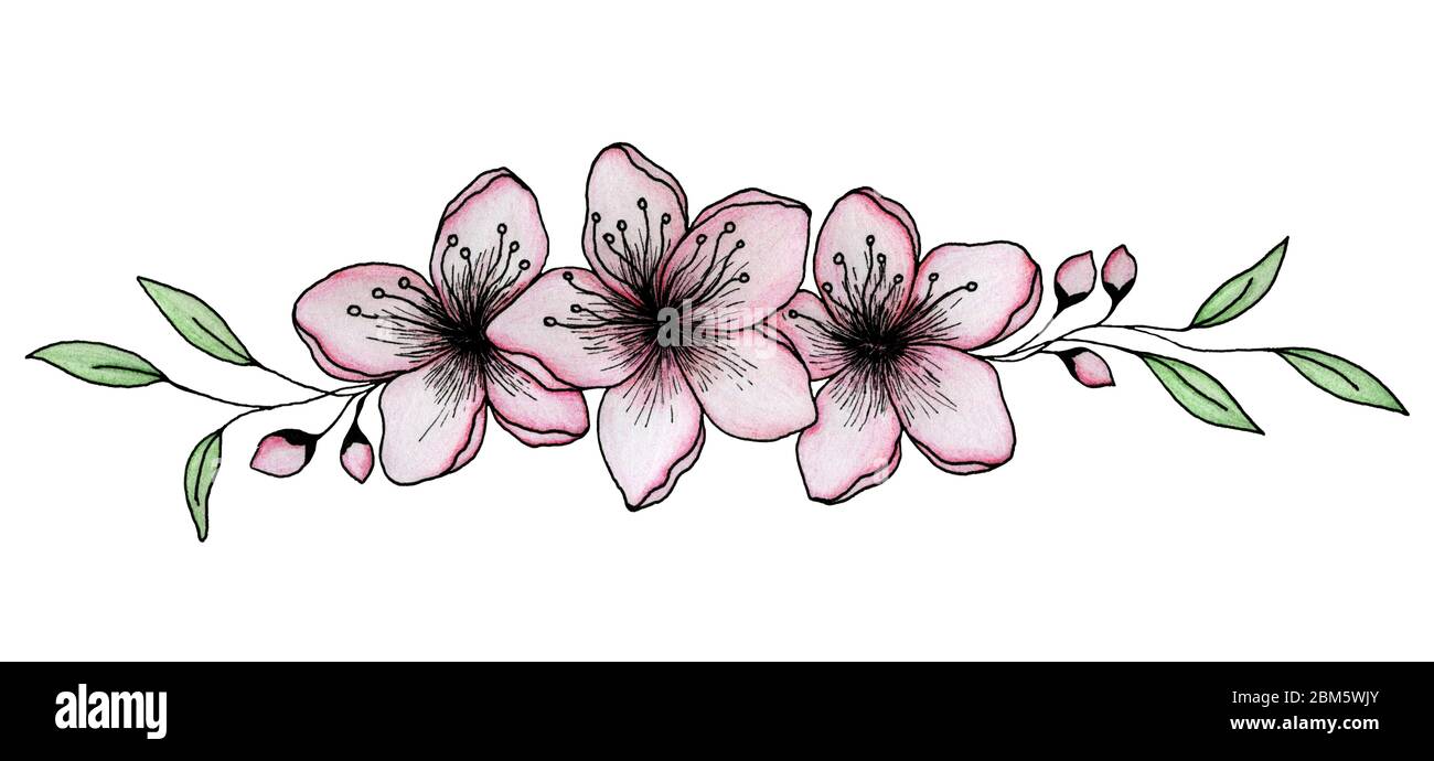 Handgezeichnete Sakura Blumen Dekoration in Tusche und Bleistift, elegante Kirschblütenblumen isoliert auf weißem, Sakura Blumenarrangement Stockfoto