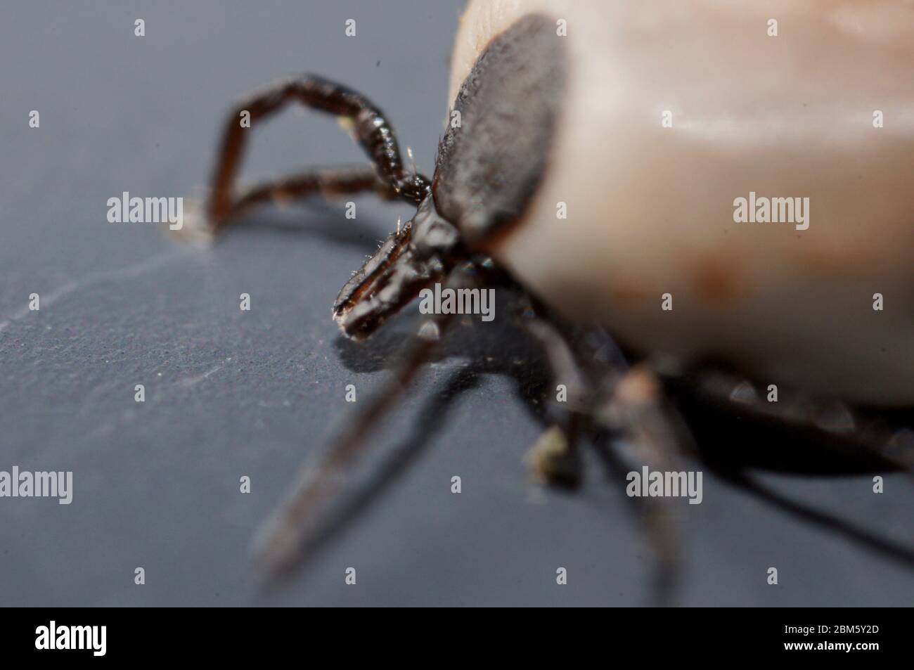 Super Makro Nahaufnahme von weiblichen Ixodes ricinus, die Rizinusbohnenzicke, eine hauptsächlich europäische Art von hartmundigen Zecken. Es kann Lyme-Borreliose übertragen und Stockfoto