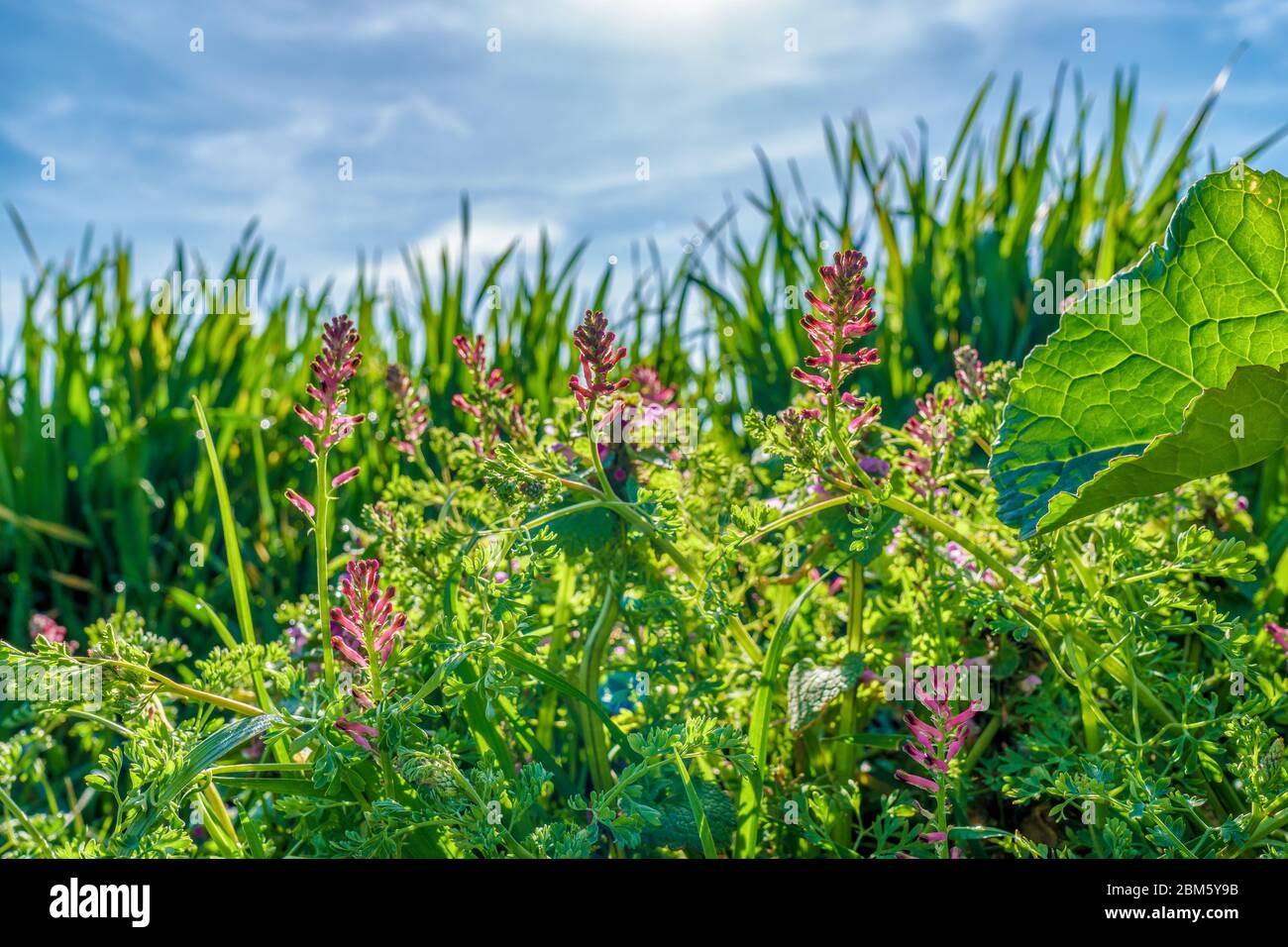 Ein grüner Sommerbusch mit roten Blüten und einem tiefblauen Himmel, ganz nah Stockfoto