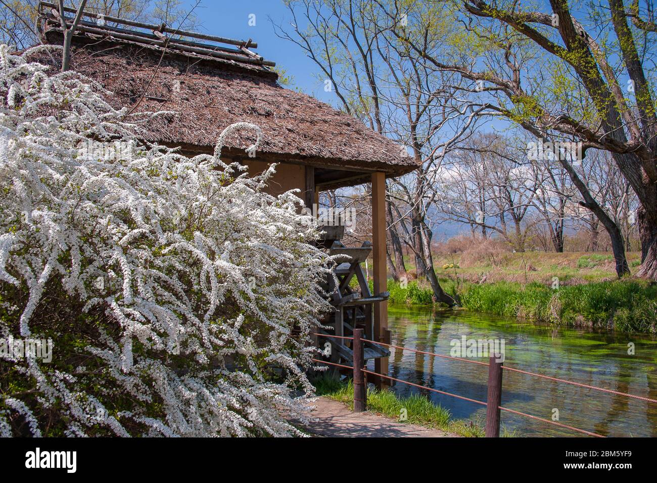Alte Wassermühle und Frühlingsblüte in einer Naturlandschaft in der Nähe der Daio Wasabi Farm, ländlichen Hotaka, in den japanischen Alpen. Stockfoto