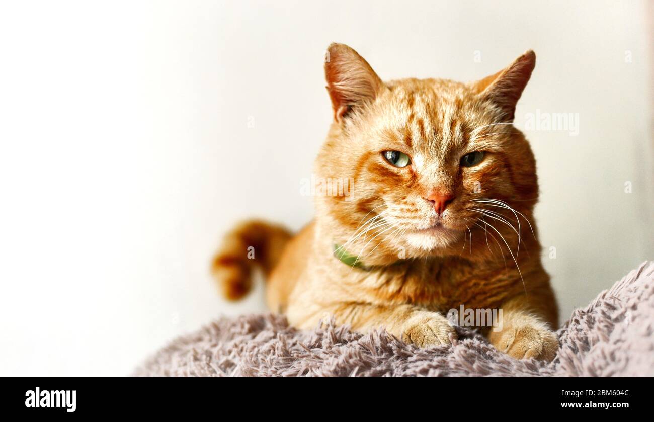 Stofftier Katze Stockfotos und -bilder Kaufen - Alamy