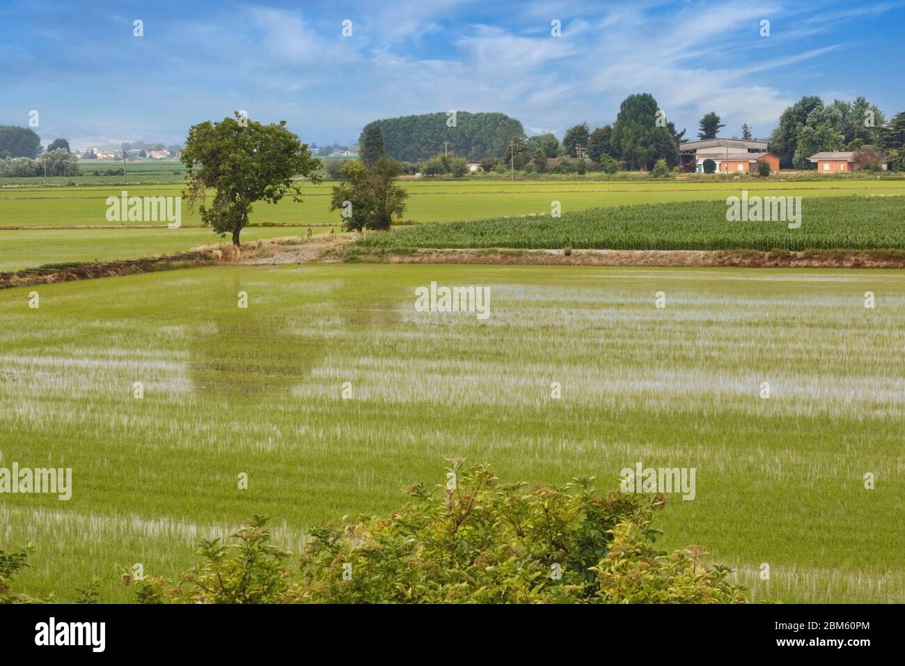 Reisfelder auf der Ebene in der Nähe von Casale Monferrato, Provinz Alessandria, Piemont, Italien. Stockfoto