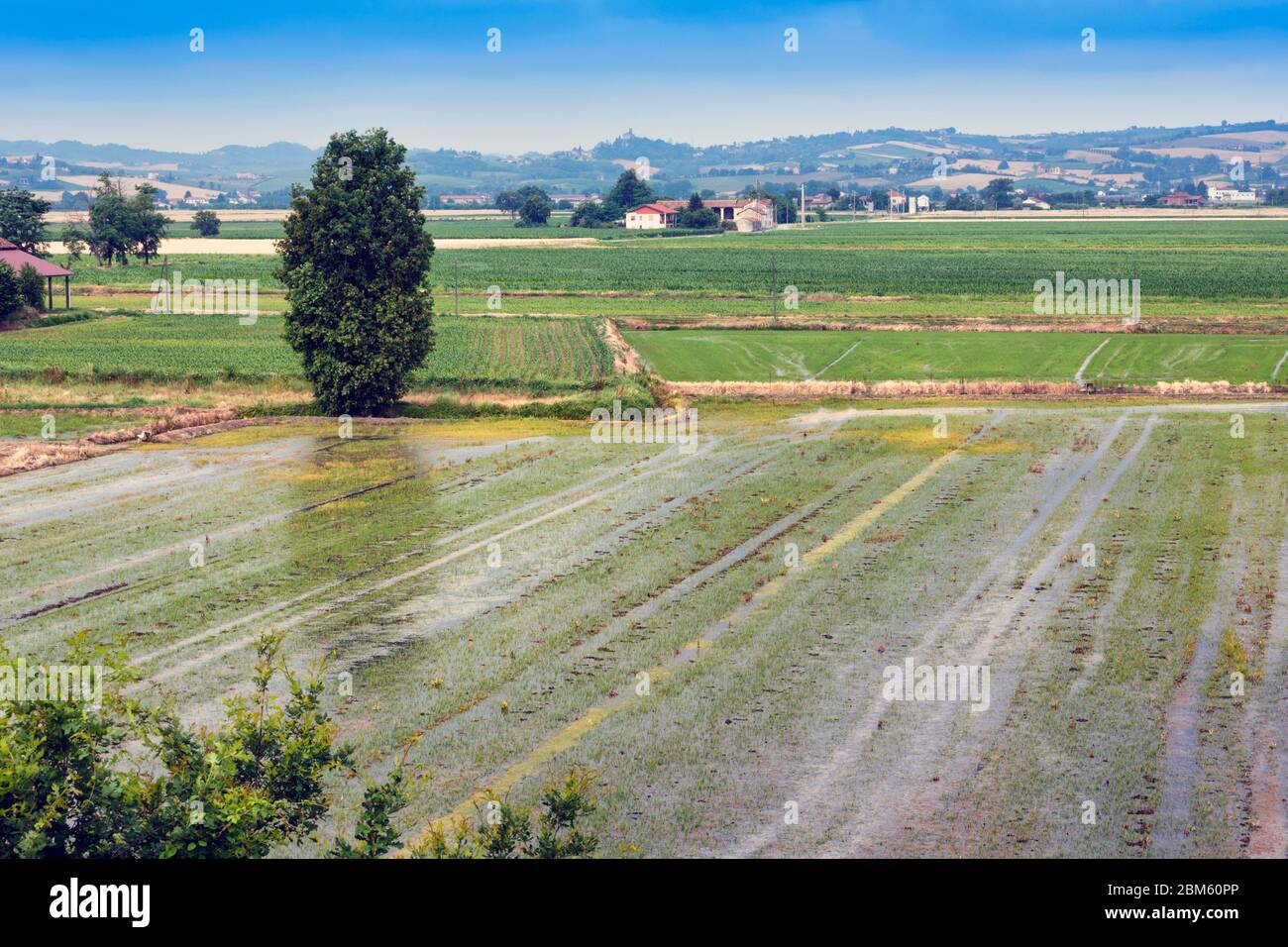 Reisfelder auf der Ebene in der Nähe von Casale Monferrato, Provinz Alessandria, Piemont, Italien. Stockfoto