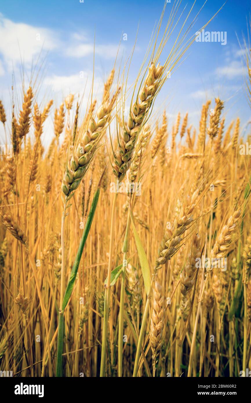 Reifender Weizen. Landwirtschaft. Anbau von Kulturpflanzen. Stockfoto