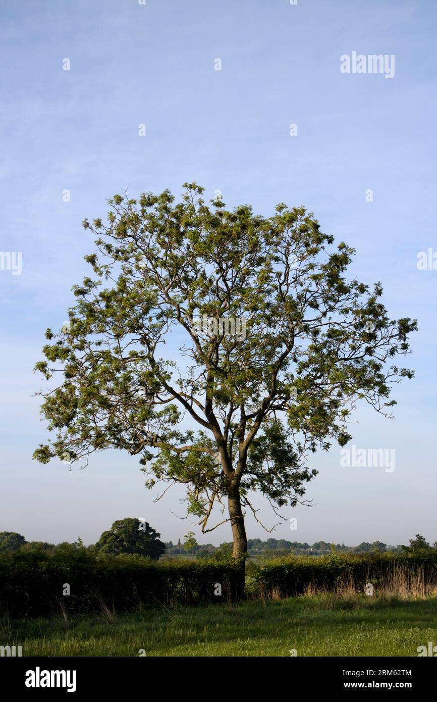 Eine einzige Esche in Warwickshire Land im Frühjahr, Großbritannien Stockfoto