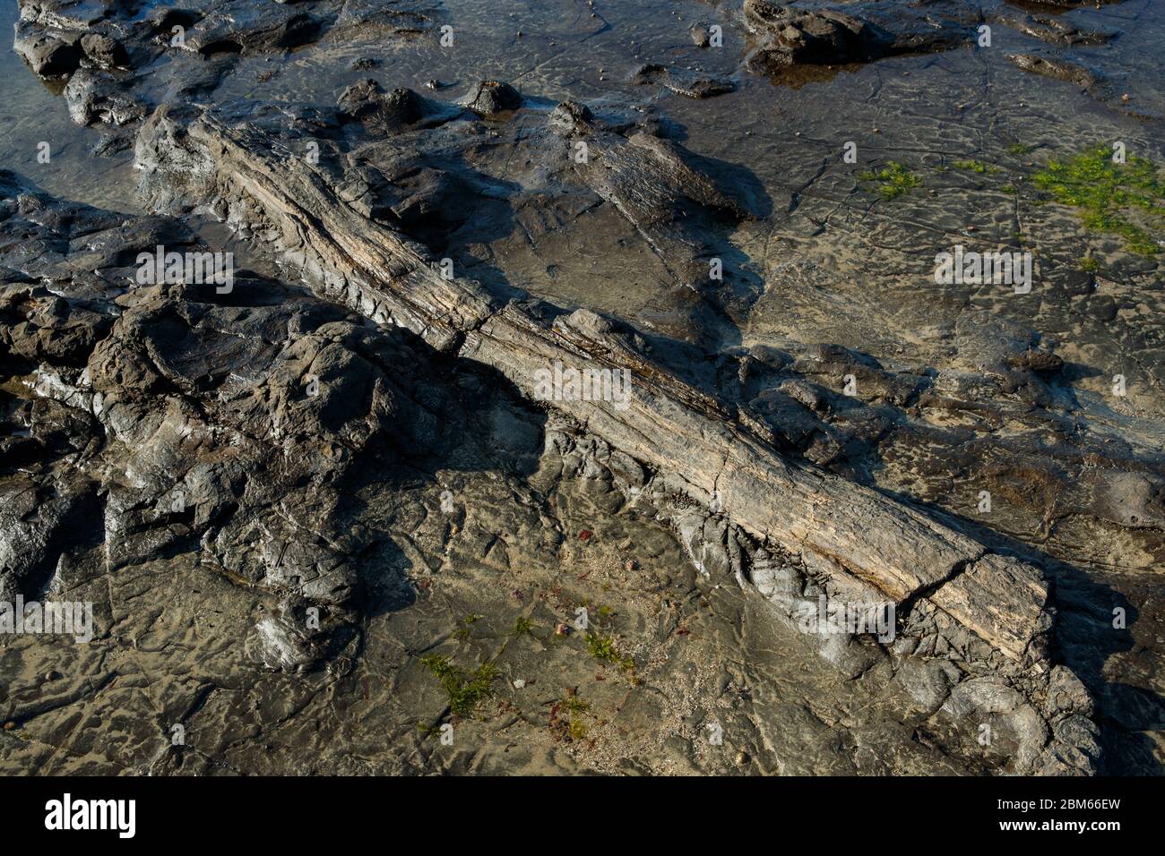 180 Millionen Jahre alte versteinerte Bäume in Curio Bay, Otara, Neuseeland Stockfoto