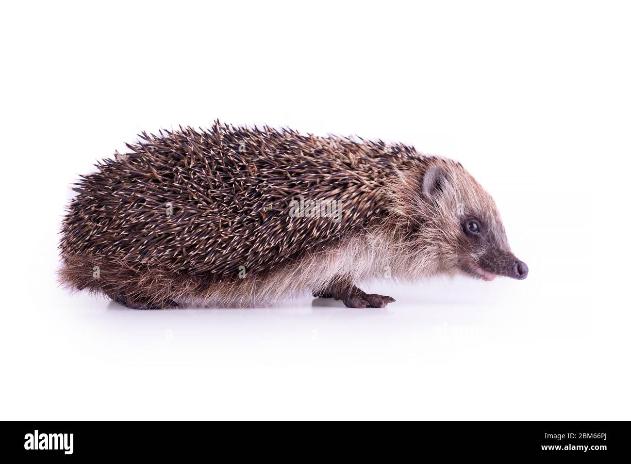 Niedliche wilde europäische Igel isoliert auf weißem Hintergrund. Stockfoto