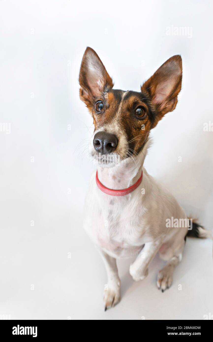 Parson russell Terrier Hund mit aufrechten Ohren. Lustiges Gesicht mit einer Frage. Stockfoto