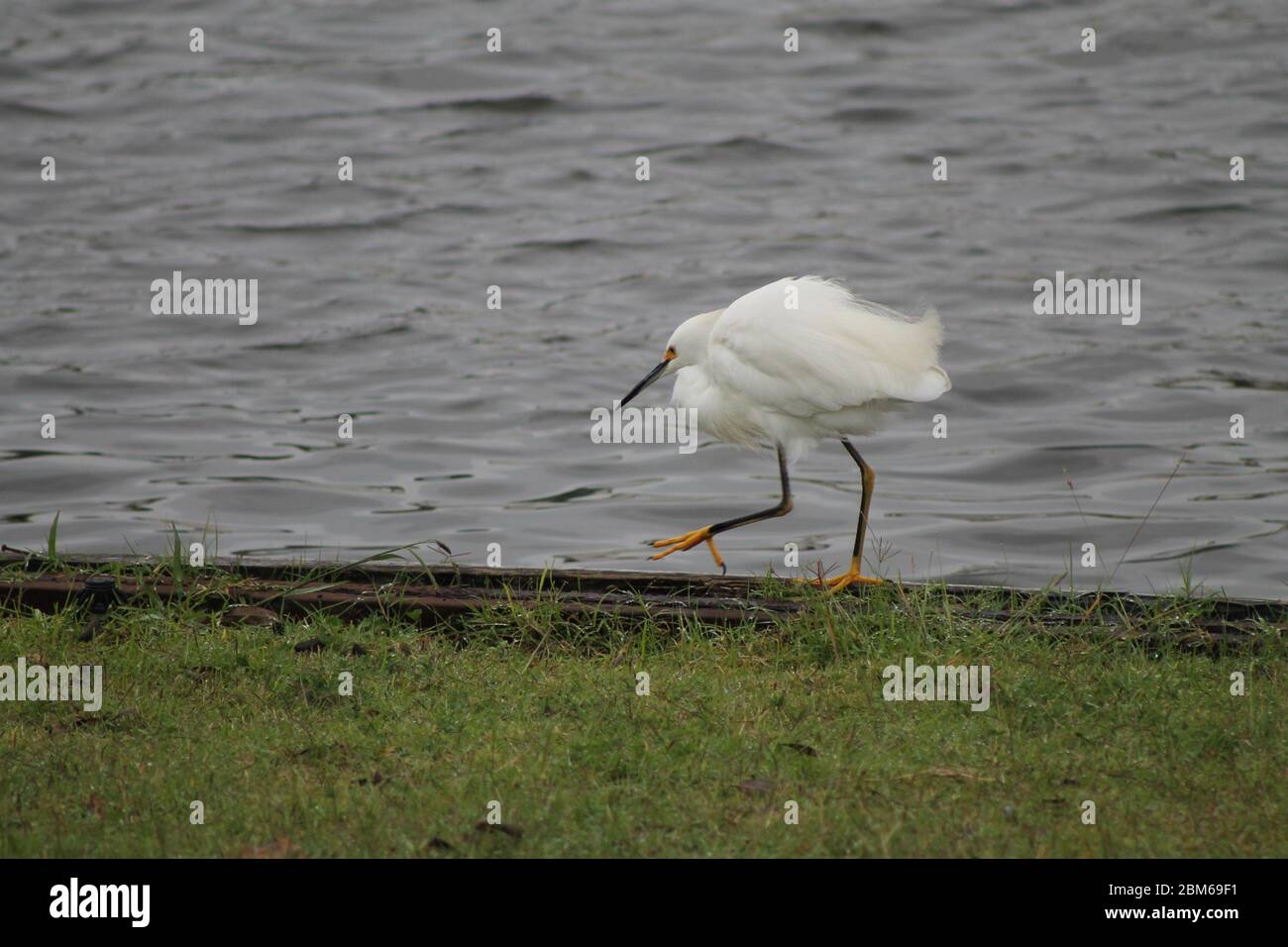 Kleiner Weißer Reiher sucht in einem See nach Nahrung Stockfoto