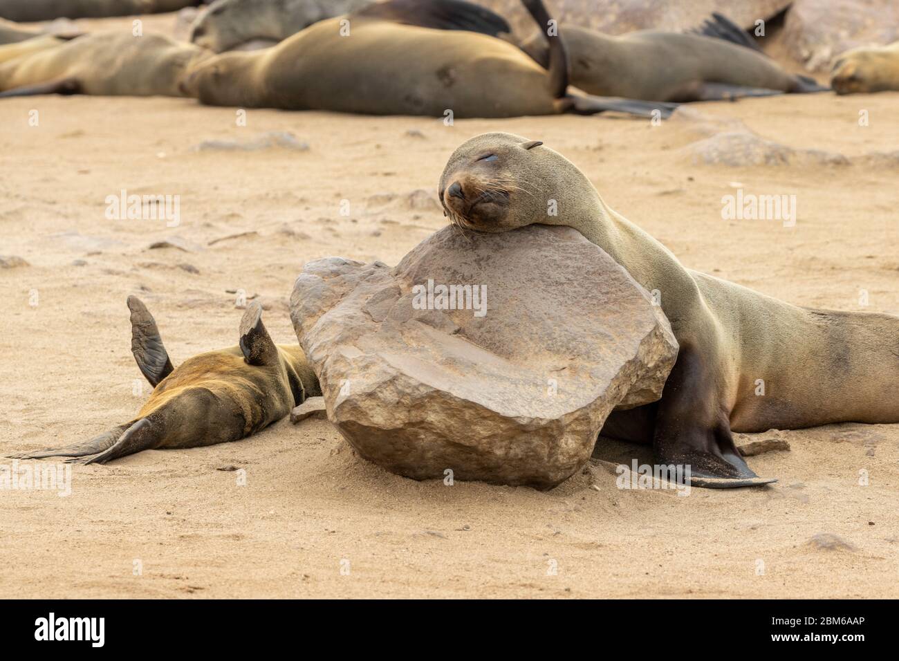 Cape Cross Seal Reserve, Robbenreservat, Kreuzkap, Skeleton Coast Park, Namibia Stockfoto