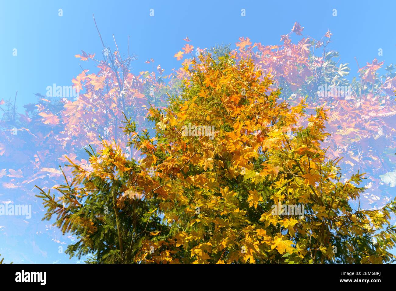 Doppelte Exposition von Herbstbäumen, die sich gegenseitig gegen blauen Himmel überlagern Stockfoto