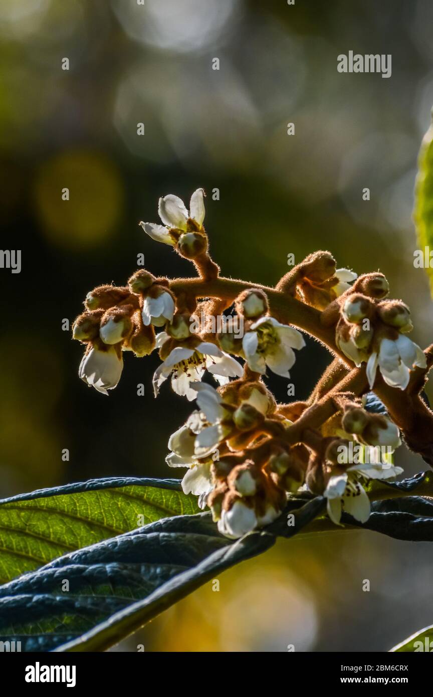 Loquat Baum (Eriobotrya japonica) Blumen blühen im Herbst aus nächster Nähe. Stockfoto