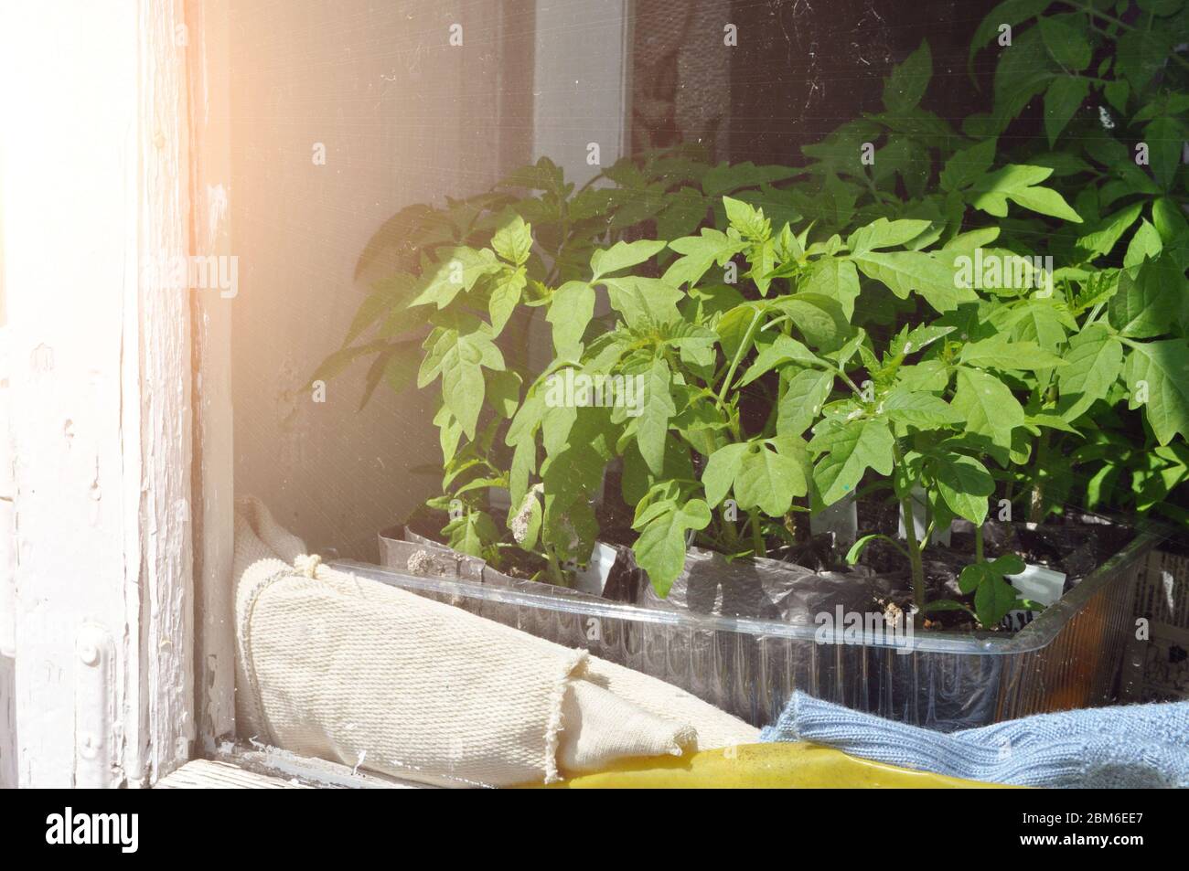 Sämlinge von Tomaten in Tabletts zu Hause auf der Fensterbank aus dem Fenster. Nahaufnahme. Stockfoto