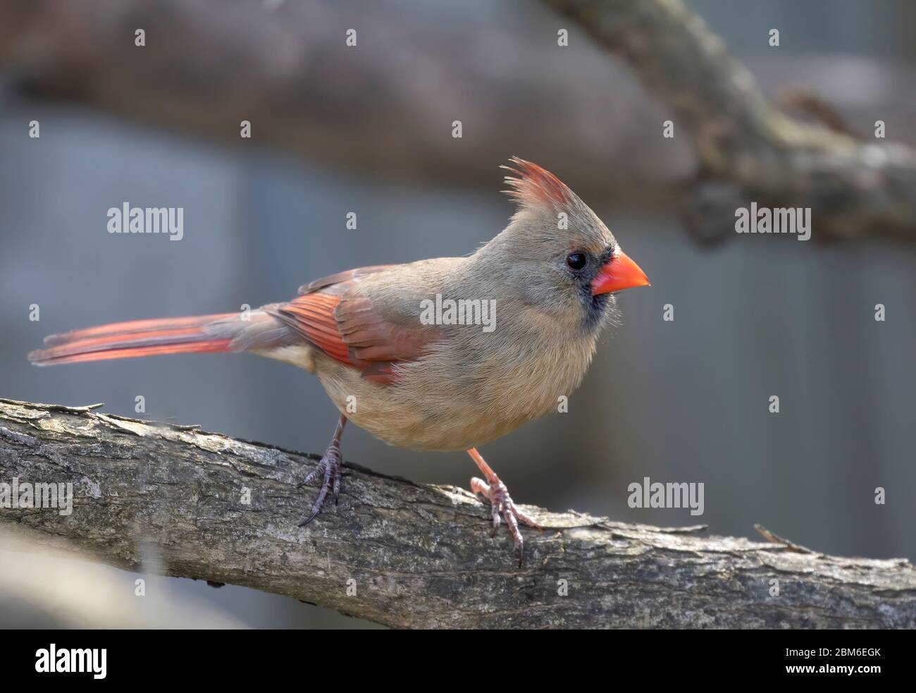 Northern Cardinal weiblich (Cardinalis cardinalis) thront auf einem Zweig an einem Frühlingsabend in Ottawa, Kanada Stockfoto