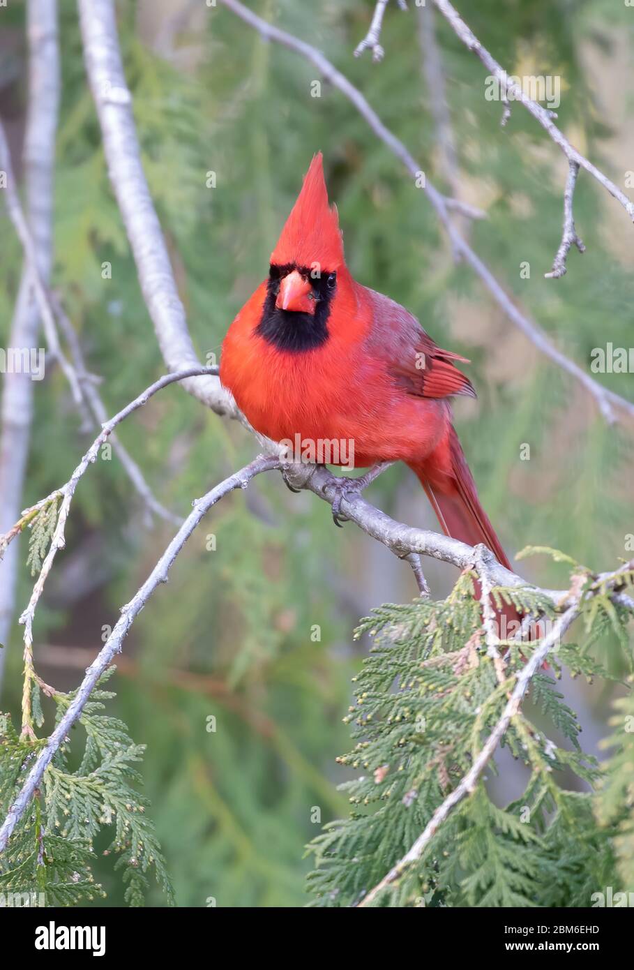 Northern Cardinal (Cardinalis cardinalis) thront auf einem Zweig an einem Frühlingsabend in Ottawa, Kanada Stockfoto