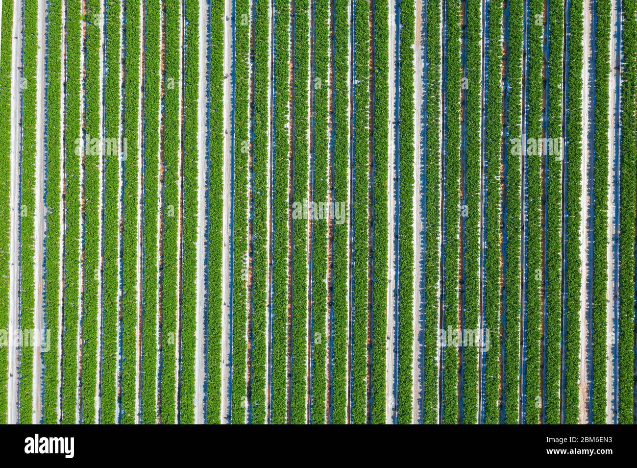 Erdbeerfeld, Linien von grünen reifen Pflanzen voller roter Erdbeeren bereit für die Ernte in einer Farm, Luftaufnahme. Stockfoto