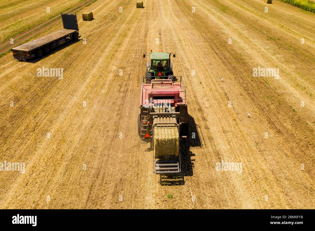 Ballenpresse, die einen Hay Bale entlädt, und eine riesige Gruppe von weißen Vögeln, Aerial. Stockfoto