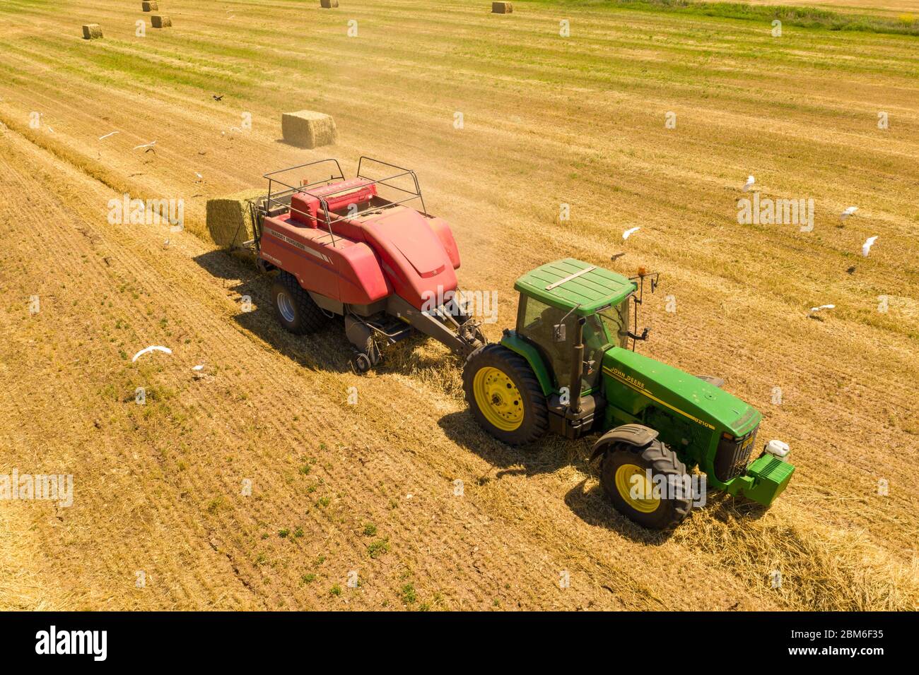 Ballenpresse, die einen Hay Bale entlädt, und eine riesige Gruppe von weißen Vögeln, Aerial. Stockfoto