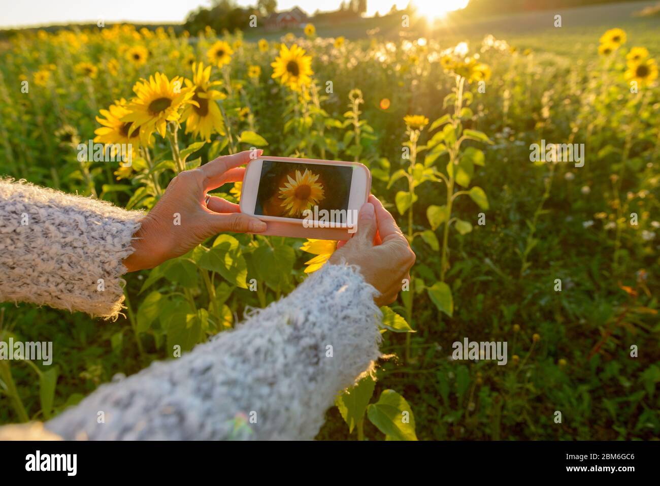 Hände der reifen Frau, die mit Telefon auf Sonnenblumengartenfarm fotografiert Stockfoto