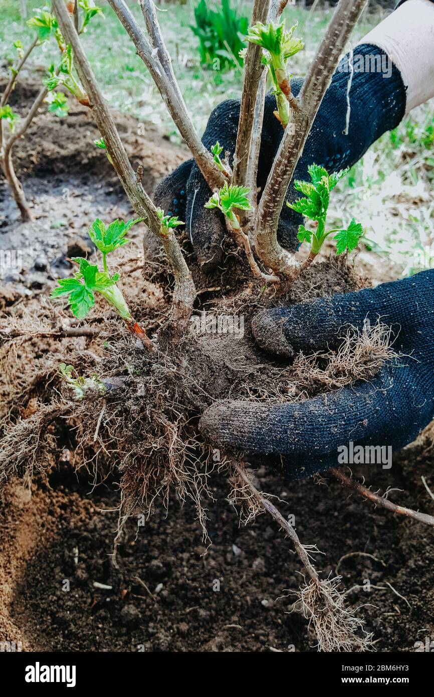 Pflanzen Johannisbeere Bush, Wurzeln im Boden, Gartenarbeit, Hände in  Haushaltshandschuhen Stockfotografie - Alamy