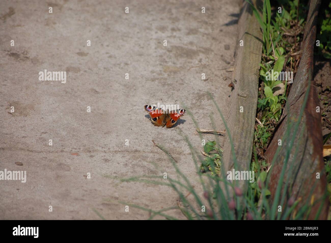 Große schöne braune Schmetterling sitzt der Pflaster Stockfoto