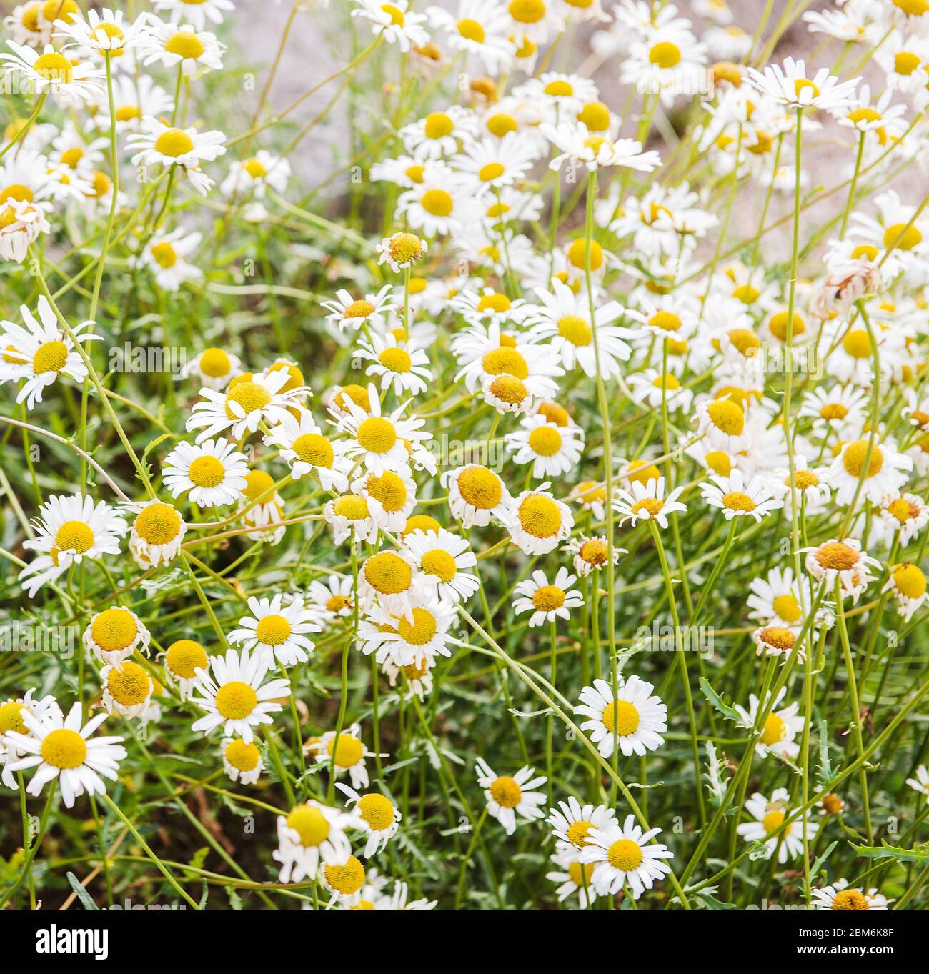 Sommer Gänseblümchen in Maine Stockfoto