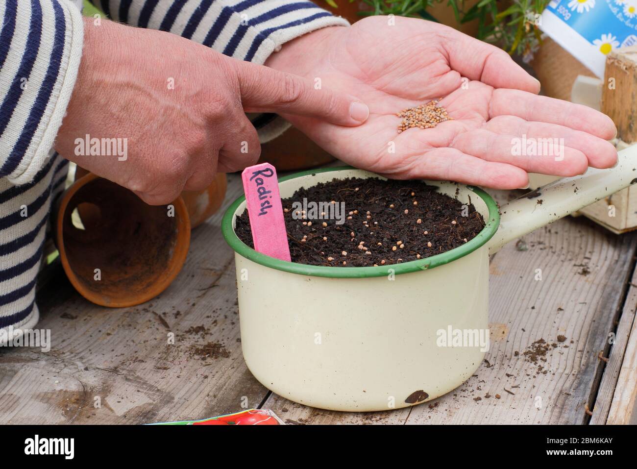 Aussaat von Rettichsamen in einer alten Emailpfanne, um den Einsatz von Kunststoff im Gartenbau zu verringern. Raphanus sativus „Französisches Frühstück“. Stockfoto