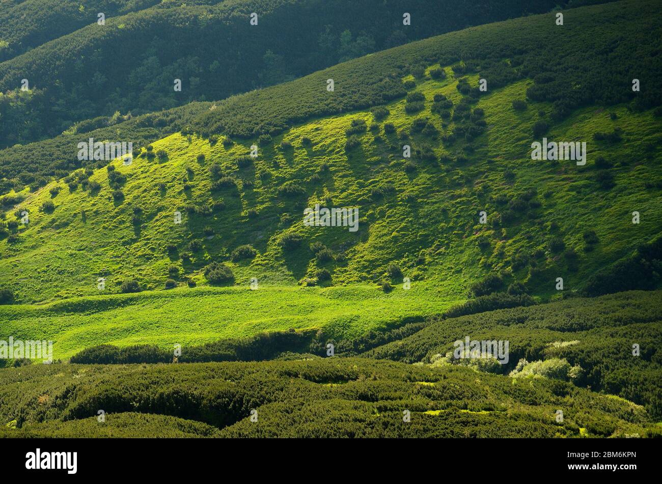 Grüne Hügel in den Bergen. Sonniger Sommertag. Büsche aus Alpinkiefern und saftiges Gras an den Hängen Stockfoto