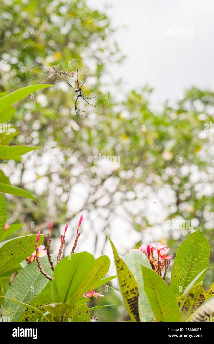 Giant Golden Orb Weaver Spider auf einem Frangipani Baum, Sabah, Malaysia, Borneo Stockfoto